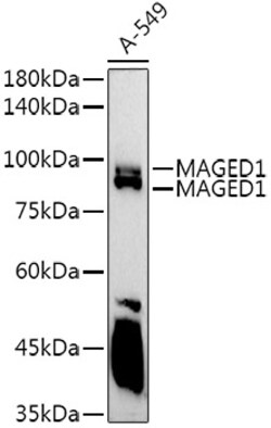 ABclonal Technology&nbsp;MAGED1/NRAGE Rabbit pAb