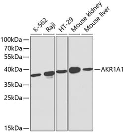 ABclonal Technology&nbsp;AKR1A1 Rabbit pAb