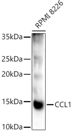 ABclonal Technology&nbsp;CCL1 Rabbit pAb