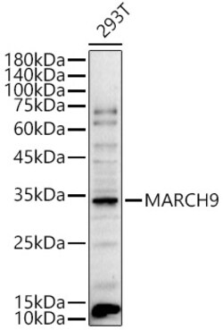 ABclonal Technology&nbsp;MARCH9 Rabbit pAb