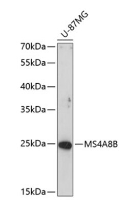 ABclonal Technology&nbsp;MS4A8B Rabbit pAb