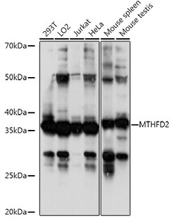 ABclonal Technology&nbsp;MTHFD2 Rabbit pAb