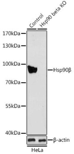 ABclonal Technology&nbsp;[KO Validated] Hsp90β Rabbit pAb