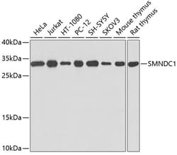 ABclonal Technology&nbsp;SMNDC1 Rabbit pAb