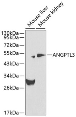 ABclonal Technology&nbsp;ANGPTL3 Rabbit pAb