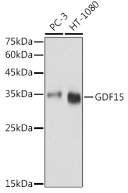 ABclonal Technology&nbsp;GDF15 Rabbit pAb
