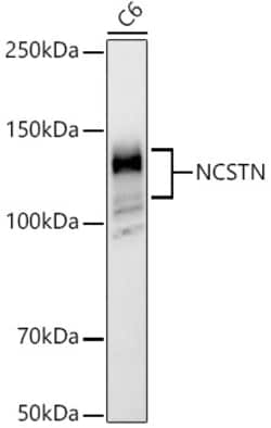 ABclonal Technology&nbsp;NCSTN Rabbit pAb
