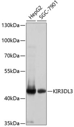 ABclonal Technology&nbsp;KIR3DL3 Rabbit pAb