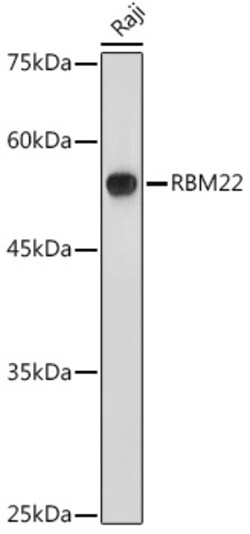 ABclonal Technology&nbsp;RBM22 Rabbit pAb