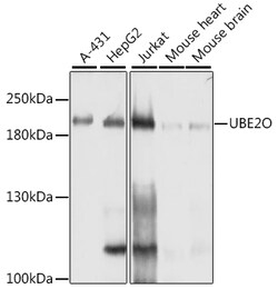 ABclonal Technology&nbsp;[KO Validated] UBE2O Rabbit pAb