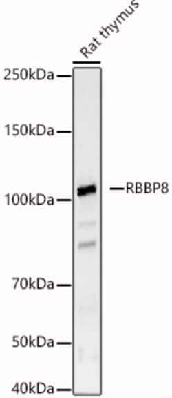 ABclonal Technology&nbsp;RBBP8 Rabbit pAb
