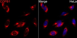 ABclonal Technology&nbsp;COPB1 Rabbit pAb