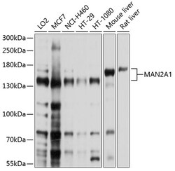 ABclonal Technology&nbsp;MAN2A1 Rabbit pAb