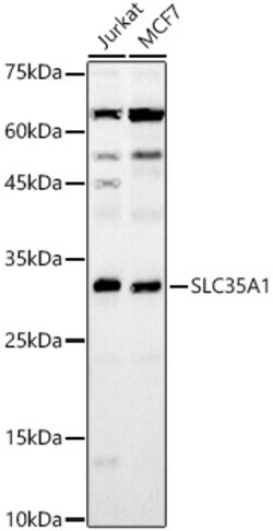 ABclonal Technology&nbsp;SLC35A1 Rabbit pAb