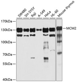 ABclonal Technology&nbsp;MCM2 Rabbit pAb