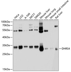 ABclonal Technology&nbsp;DHRS4 Rabbit pAb
