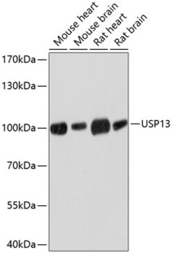 ABclonal Technology&nbsp;USP13 Rabbit pAb