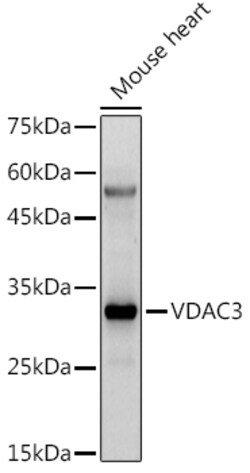 ABclonal Technology&nbsp;VDAC3 Rabbit pAb