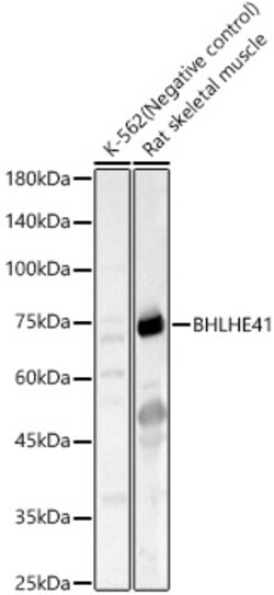 ABclonal Technology&nbsp;BHLHE41 Rabbit pAb