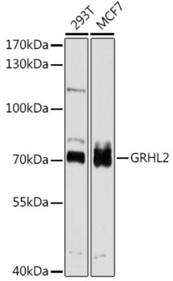 ABclonal Technology&nbsp;GRHL2 Rabbit pAb