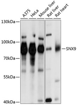 ABclonal Technology&nbsp;SNX9 Rabbit pAb