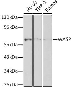 ABclonal Technology&nbsp;WASP Rabbit pAb