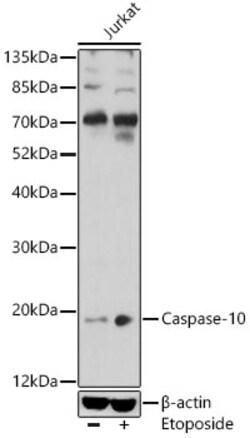 ABclonal Technology&nbsp;Caspase-10 Rabbit pAb