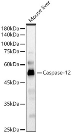 ABclonal Technology&nbsp;Caspase-12 Rabbit pAb