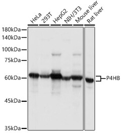 ABclonal Technology&nbsp;P4HB Rabbit pAb