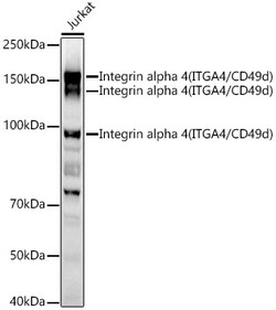 ABclonal Technology&nbsp;Integrin alpha 4 (ITGA4/CD49d) Rabbit pAb