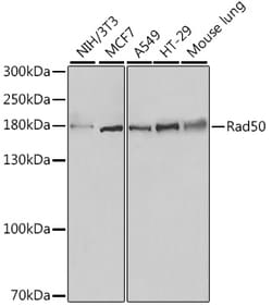 ABclonal Technology&nbsp;Rad50 Rabbit pAb