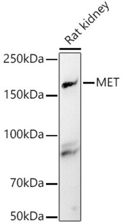 ABclonal Technology&nbsp;MET Rabbit pAb