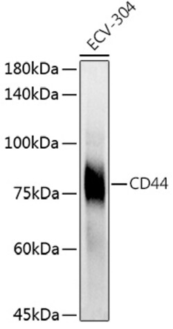 ABclonal Technology&nbsp;CD44 Rabbit pAb