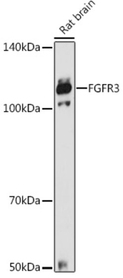 ABclonal Technology&nbsp;FGFR3 Rabbit pAb