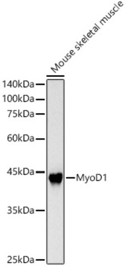 ABclonal Technology&nbsp;MyoD1 Rabbit pAb
