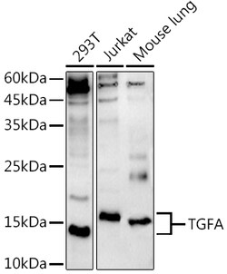ABclonal Technology&nbsp;TGFA Rabbit pAb