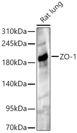 ABclonal Technology&nbsp;ZO-1 Rabbit pAb