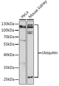 ABclonal Technology&nbsp;Ubiquitin Rabbit pAb