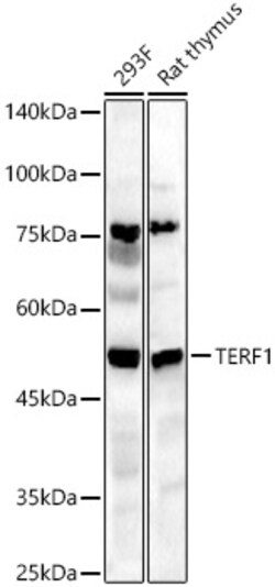 ABclonal Technology&nbsp;TERF1 Rabbit pAb