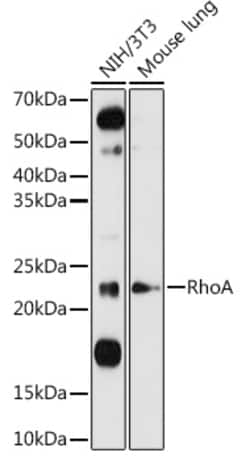 ABclonal Technology&nbsp;RhoA Rabbit pAb
