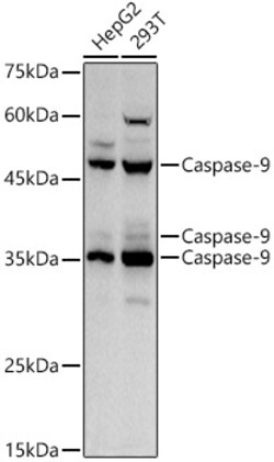 ABclonal Technology&nbsp;Caspase-9 Rabbit pAb