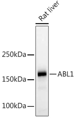 ABclonal Technology&nbsp;c-Abl Rabbit pAb