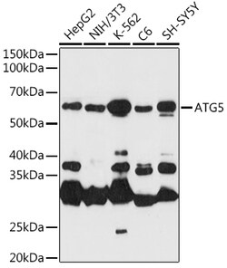 ABclonal Technology&nbsp;[KO Validated] ATG5 Rabbit pAb