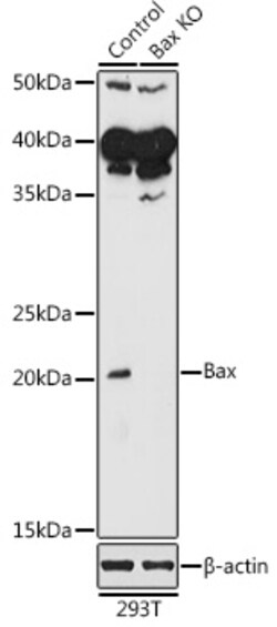 ABclonal Technology&nbsp;[KO Validated] Bax Rabbit pAb