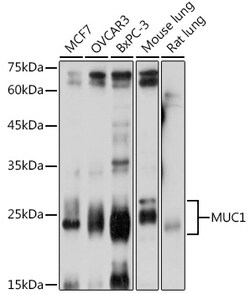 ABclonal Technology&nbsp;MUC1 Rabbit pAb