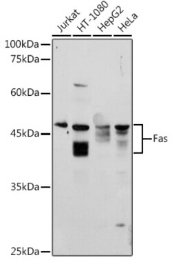 ABclonal Technology&nbsp;Fas Rabbit pAb
