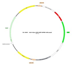 BIOHIPPO&nbsp;AAV-hSyn-H2B-EGFP