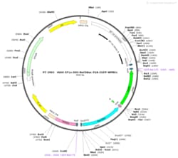 BIOHIPPO&nbsp;AAV-EF1a-DIO-NaChBac-P2A-EGFP-WPREs