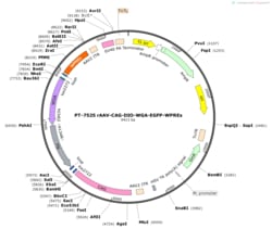 BIOHIPPO&nbsp;AAV-CAG-DIO-WGA-EGFP-WPREs