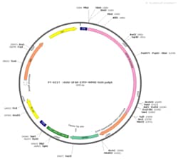 BIOHIPPO&nbsp;AAV-GFAP-EYFP-WPRE-hGH-polyA